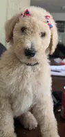 Light Purple collar, a female Goldendoodle and Miniature Goldendoodle for sale in Battle Ground, WA – 1 of 6
