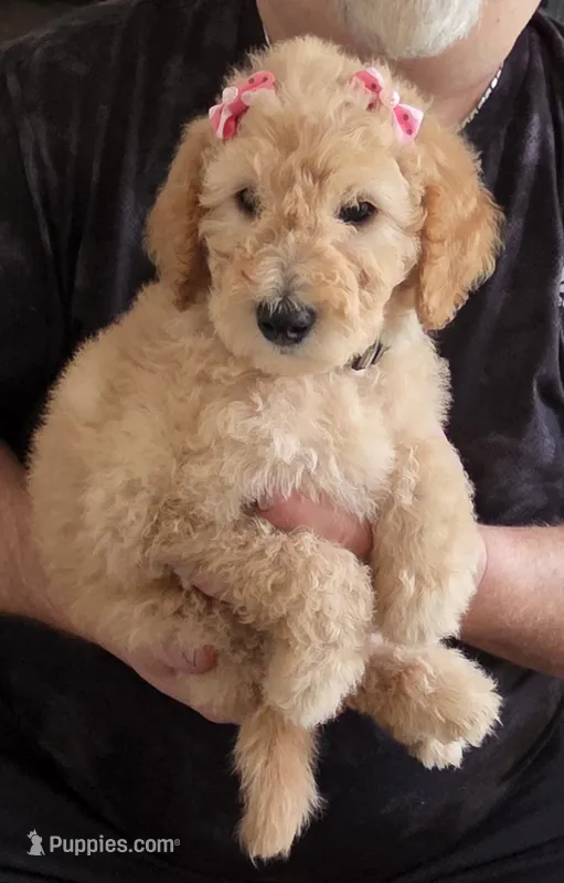 Pink Collar – Goldendoodle, Miniature Goldendoodle puppy for sale in Battle Ground, WA