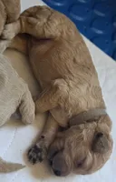 Brown Collar boy, a male Goldendoodle and Miniature Goldendoodle for sale in Battle Ground, WA – 2 of 2