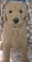 Pink Collar, a female Goldendoodle and Miniature Goldendoodle for sale in Battle Ground, WA – 2 of 5