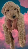 Dark pink collar girl, a female Goldendoodle and Miniature Goldendoodle for sale in Battle Ground, WA – 3 of 4