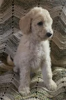 Blue collar , a male Goldendoodle and Miniature Goldendoodle for sale in Battle Ground, WA – 2 of 6