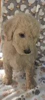 Pink Collar, a female Goldendoodle and Miniature Goldendoodle for sale in Battle Ground, WA – 4 of 5
