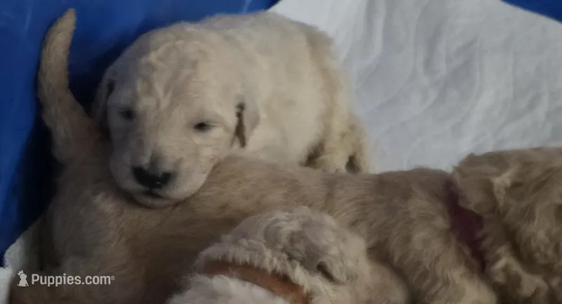 Light purple Collar – Goldendoodle, Miniature Goldendoodle puppy for sale in Battle Ground, WA