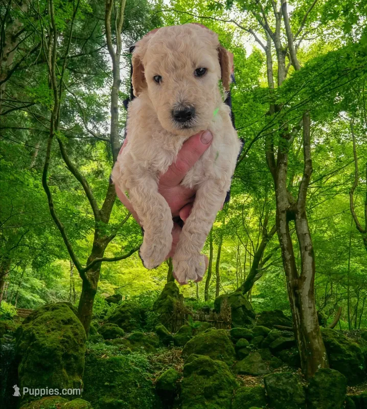 Green collar – Goldendoodle, Miniature Goldendoodle puppy for sale in Battle Ground, WA