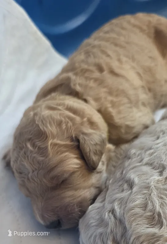 Brown Collar boy – Goldendoodle, Miniature Goldendoodle puppy for sale in Battle Ground, WA
