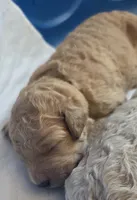 Brown Collar boy, a male Goldendoodle and Miniature Goldendoodle for sale in Battle Ground, WA – 1 of 2