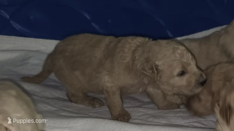 Brown Collar boy – Goldendoodle, Miniature Goldendoodle puppy for sale in Battle Ground, WA