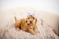Kismit , a female Miniature Goldendoodle for sale in Madison, AL – 2 of 2