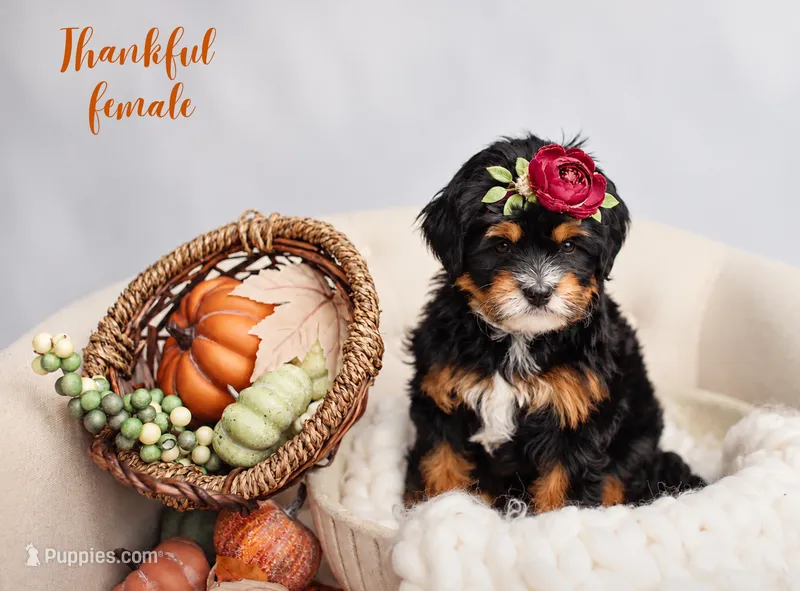 Thankful  – Miniature Bernedoodle puppy for sale in Athens, AL