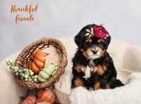 Thankful , a female Miniature Bernedoodle for sale in Athens, AL – 1 of 2