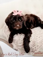 Anniston , a female Miniature Goldendoodle for sale in Madison, AL – 1 of 3