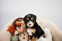 Tradition , a male Miniature Bernedoodle for sale in Athens, AL – 2 of 2