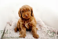 Forge , a male Miniature Goldendoodle for sale in Madison, AL – 1 of 3