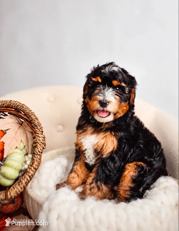 Tradition  – Miniature Bernedoodle puppy for sale in Athens, AL