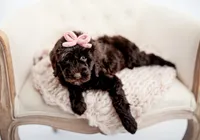 Anniston , a female Miniature Goldendoodle for sale in Madison, AL – 3 of 3