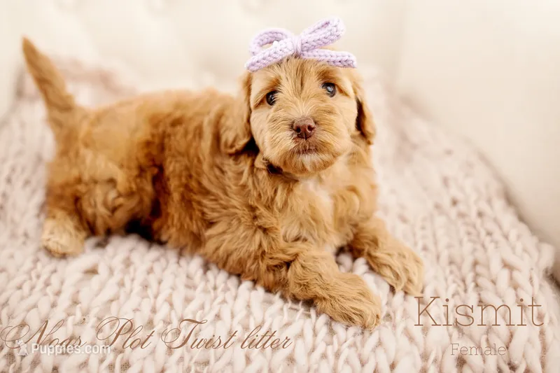Kismit  – Miniature Goldendoodle puppy for sale in Madison, AL