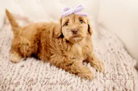 Kismit , a female Miniature Goldendoodle for sale in Madison, AL – 1 of 2