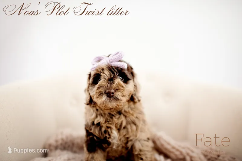 Fate  – Miniature Goldendoodle puppy for sale in Madison, AL