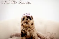 Fate , a female Miniature Goldendoodle for sale in Madison, AL – 1 of 3