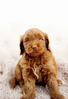 Forge , a male Miniature Goldendoodle for sale in Madison, AL – 3 of 3