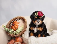 Thankful , a female Miniature Bernedoodle for sale in Athens, AL – 2 of 2