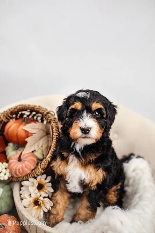 Tradition  – Miniature Bernedoodle puppy for sale in Athens, AL