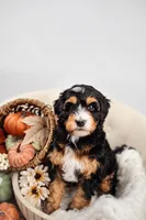 Tradition , a male Miniature Bernedoodle for sale in Athens, AL – 1 of 2
