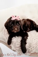 Anniston , a female Miniature Goldendoodle for sale in Madison, AL – 2 of 3