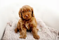 Forge , a male Miniature Goldendoodle for sale in Madison, AL – 2 of 3