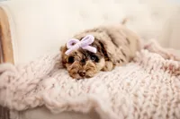 Fate , a female Miniature Goldendoodle for sale in Madison, AL – 3 of 3