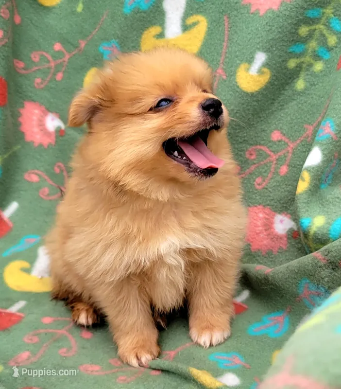 Rootbear  – Pomeranian puppy for sale in Miami, FL