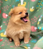 Rootbear , a male Pomeranian for sale in Miami, FL – 1 of 3