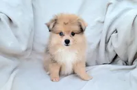 Cream soda, a female Pomeranian for sale in Miami, FL – 4 of 8