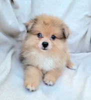 Cream soda, a female Pomeranian for sale in Miami, FL – 6 of 8
