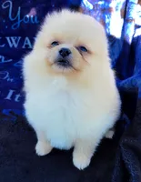 Zoey, a female Pomeranian for sale in Cutler Bay, FL – Photo 6 of 6