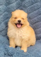 Zoey, a female Pomeranian for sale in Cutler Bay, FL – Photo 3 of 6