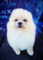 Zoey, a female Pomeranian for sale in Cutler Bay, FL – Photo 4 of 6