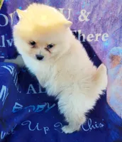 Zoey, a female Pomeranian for sale in Cutler Bay, FL – Photo 5 of 6