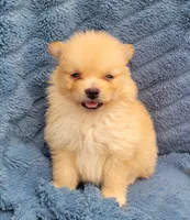 Zoey, a female Pomeranian for sale in Cutler Bay, FL – Photo 2 of 6
