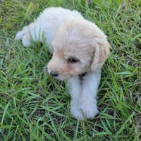 Pearl, a female Miniature Goldendoodle for sale in Miami, FL – 4 of 6
