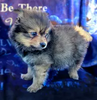 Baby, a male Pomeranian for sale in Cutler Bay, FL – Photo 7 of 7