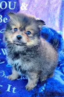 Baby, a male Pomeranian for sale in Cutler Bay, FL – Photo 1 of 7