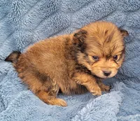 Baby, a male Pomeranian for sale in Cutler Bay, FL – Photo 3 of 7