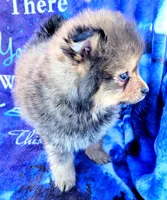 Baby, a male Pomeranian for sale in Cutler Bay, FL – Photo 6 of 7