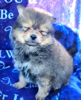 Baby, a male Pomeranian for sale in Cutler Bay, FL – Photo 5 of 7