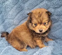 Baby, a male Pomeranian for sale in Cutler Bay, FL – Photo 2 of 7