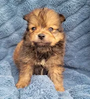 Baby, a male Pomeranian for sale in Cutler Bay, FL – Photo 4 of 7