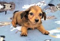 Froggy , a male Yorkshire Terrier and Miniature Dachshund for sale in Miami, FL – 4 of 5