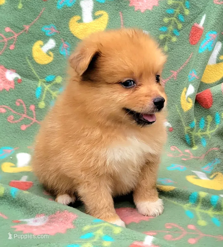 Rootbeer – Pomeranian puppy for sale in Miami, FL